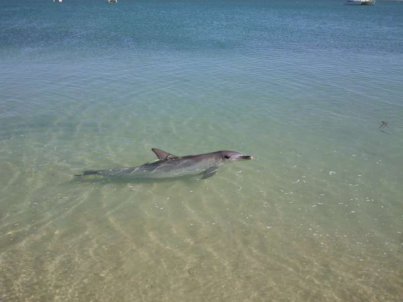 Dolphin at M.MIA, Monkey Mia Australia