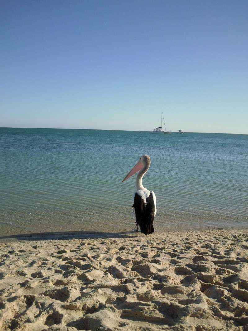Pelican, Monkey Mia Australia