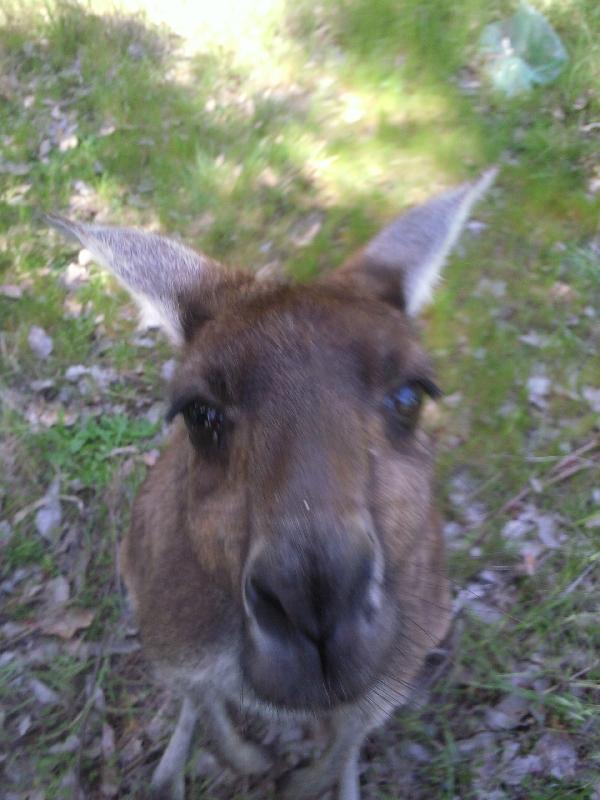 Eye to eye, Australia