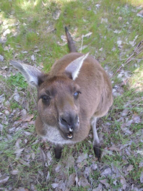 Feeding the roo's, Australia