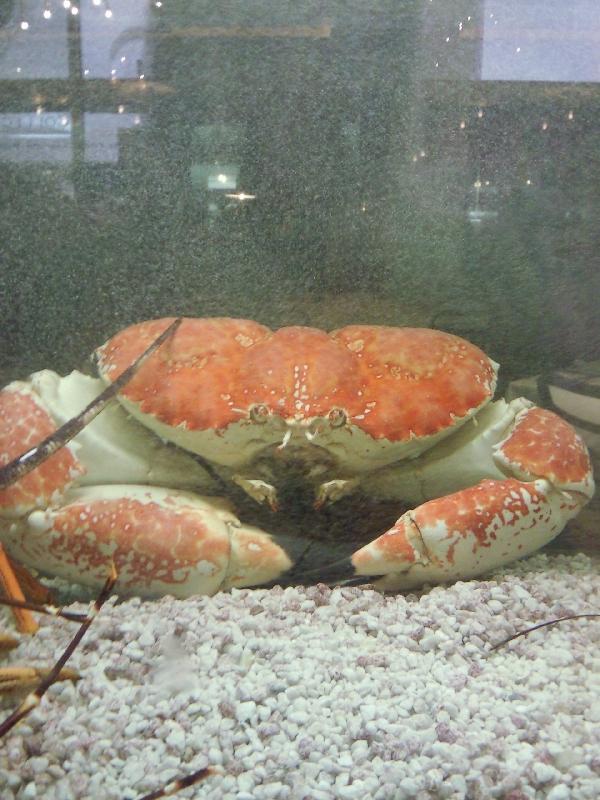 Giant Crab @ Casino, Australia