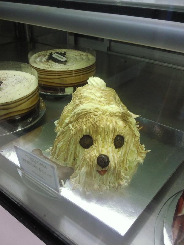 Cutest dog pie!, Australia