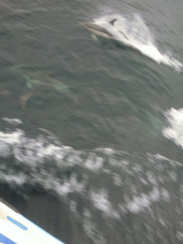 Dolphins on Cat Balou cruise, Eden Australia