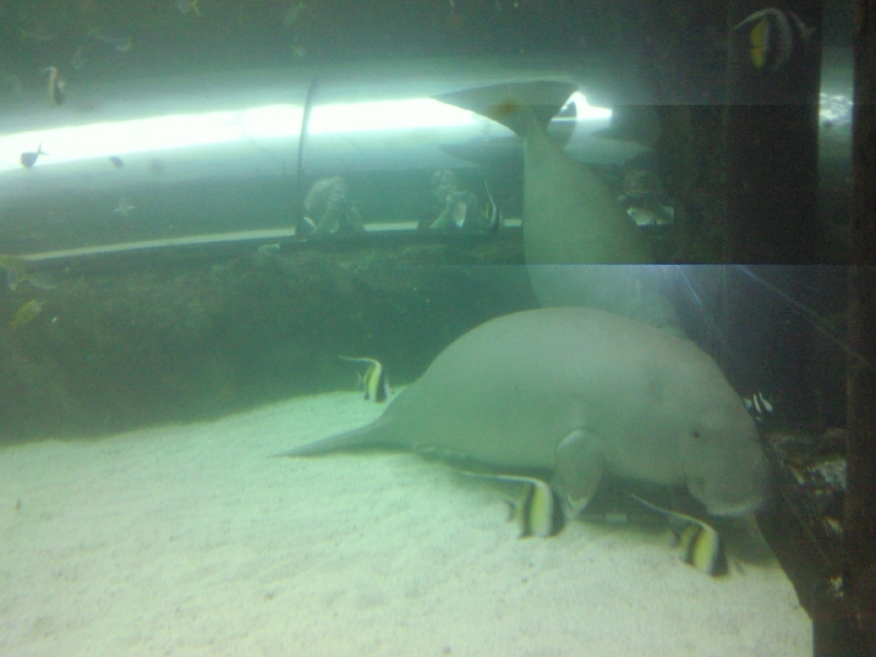 Photo Photos of the Dugongs at the Sydney Aquarium Sydney