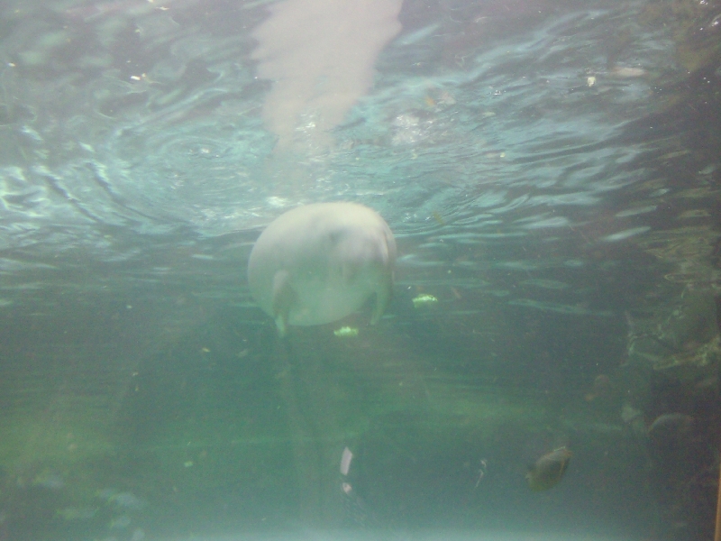 Photo Photos of the Dugongs at the Sydney Aquarium attractions