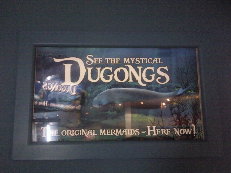 Photo Photos of the Dugongs at the Sydney Aquarium become