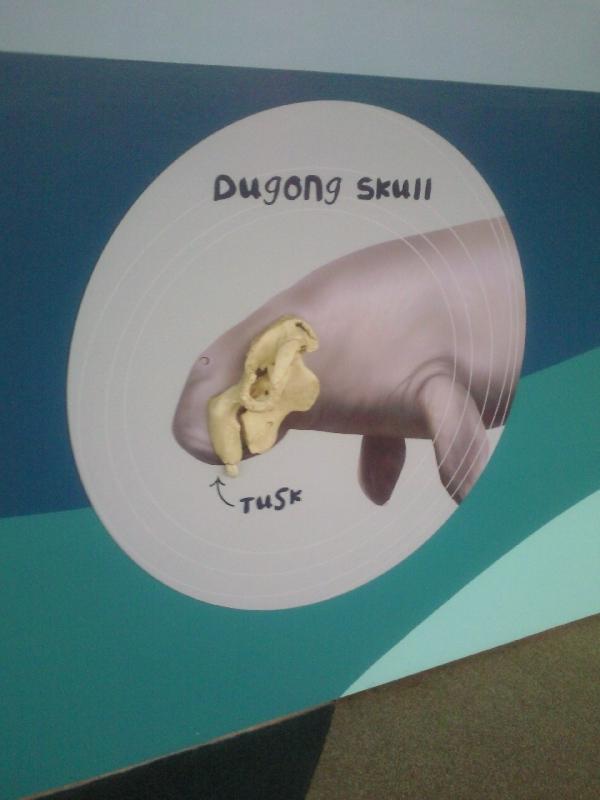 Photo Photos of the Dugongs at the Sydney Aquarium elephants