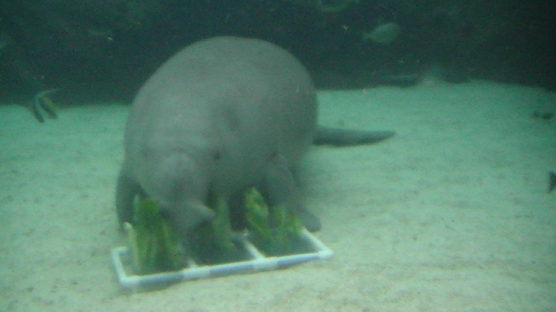 Photo Photos of the Dugongs at the Sydney Aquarium stronger