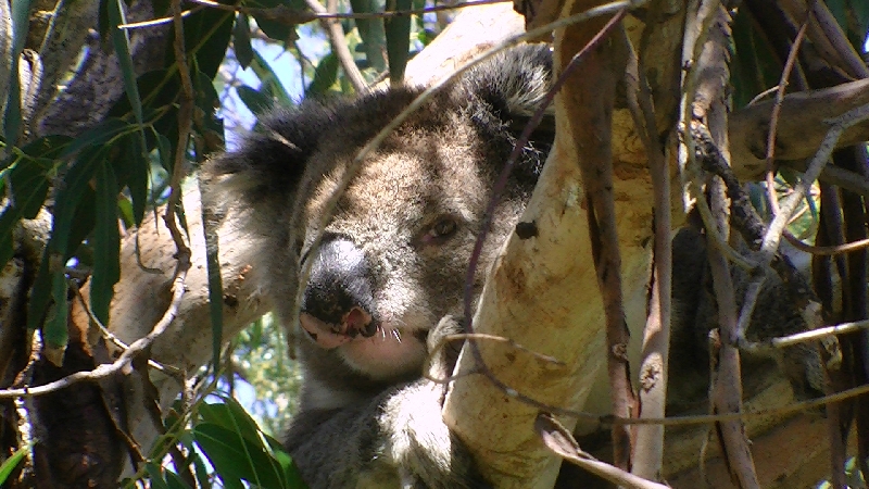 Koala Holding close to Adelaide, Australia