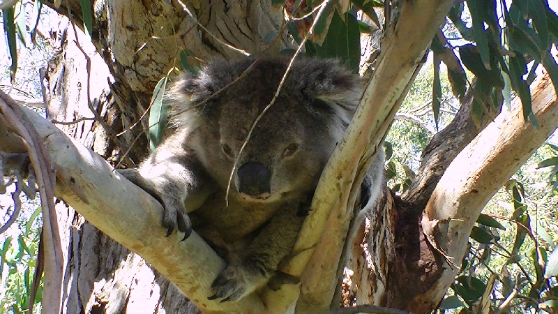 Koala at Gorge Wildlife Park, SA, Cudlee Creek Australia