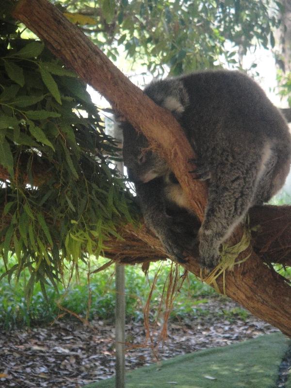 Koala at the Bonorong Wildlife Park, Australia