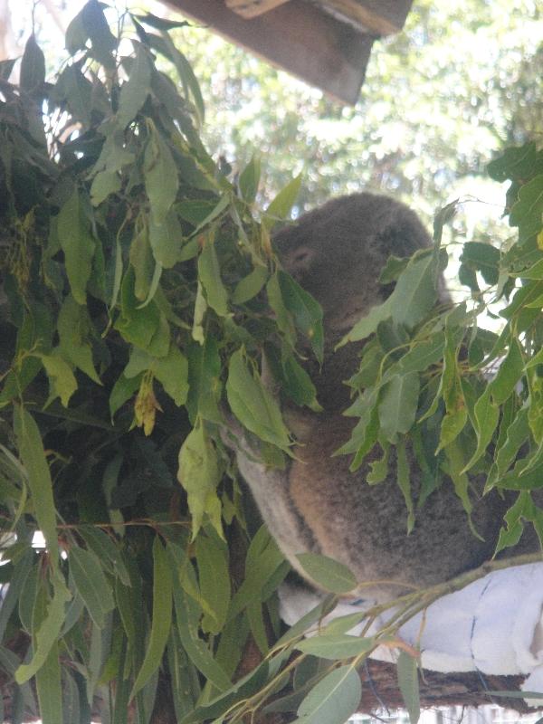 Sleepy Koala at Bonorong Wildlife in Brighton, Australia
