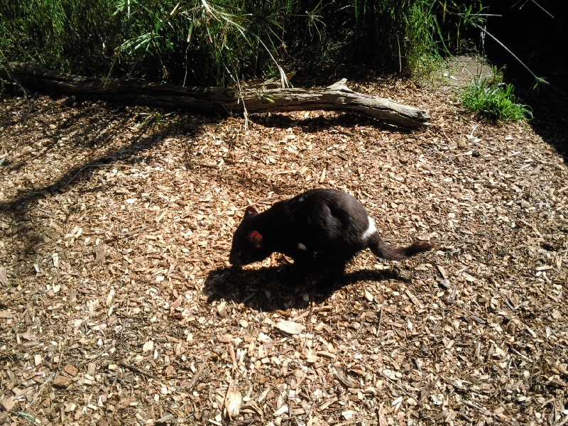 Tasmanian Devil at Bonorong Wildlife Park, Australia