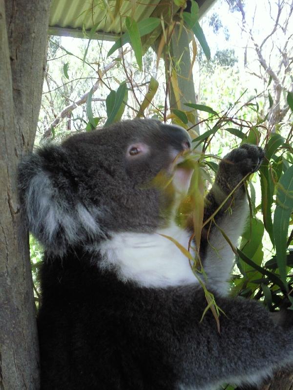 Koala eating eucalyptus in Brighton, Australia