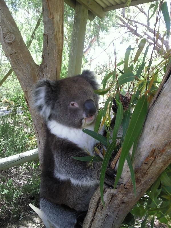 Koala pictures in Brighton, Tasmania, Australia