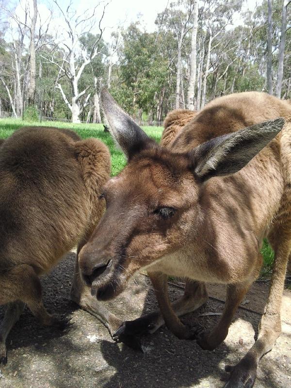 Feeding the kangaroos in Tasmania, Australia