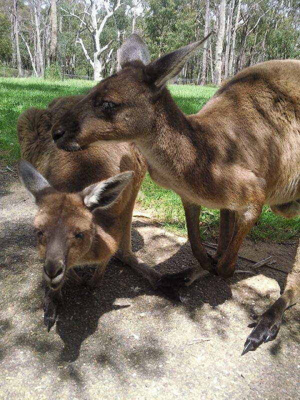 Kangaroos in Bonorong Wildlife Park, Australia