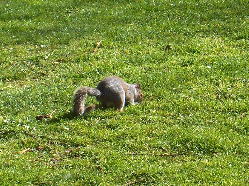 Curious squirrel in St James Park, London United Kingdom