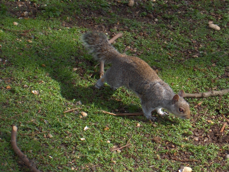 Squirrels in St. James Park, London, London United Kingdom