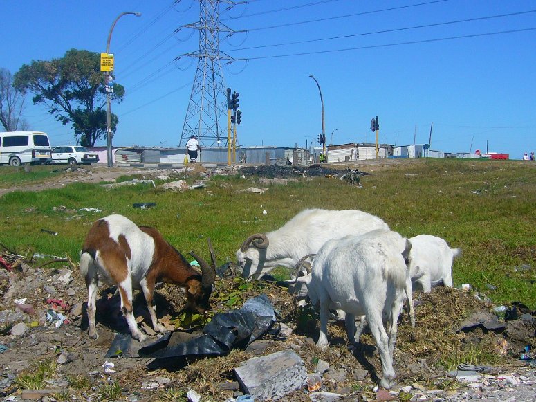 Goats in Nyanga looking for food, South Africa