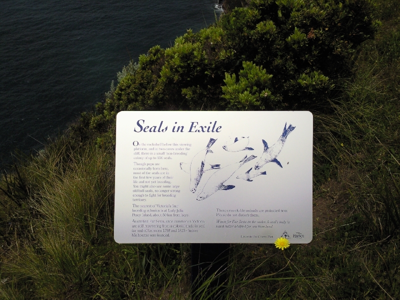 At one of the seal lookouts, Australia