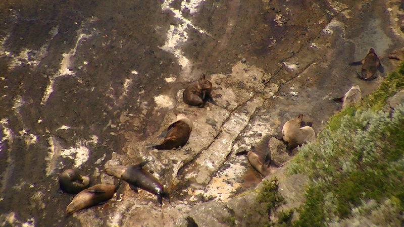 Seals siting on a rock in Australia, Australia
