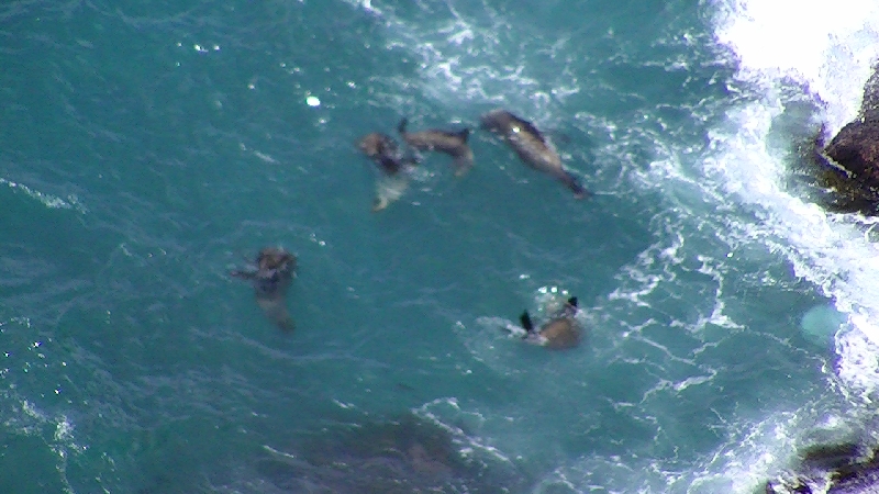 Photos of the seals in Cape Bridgewater, Australia