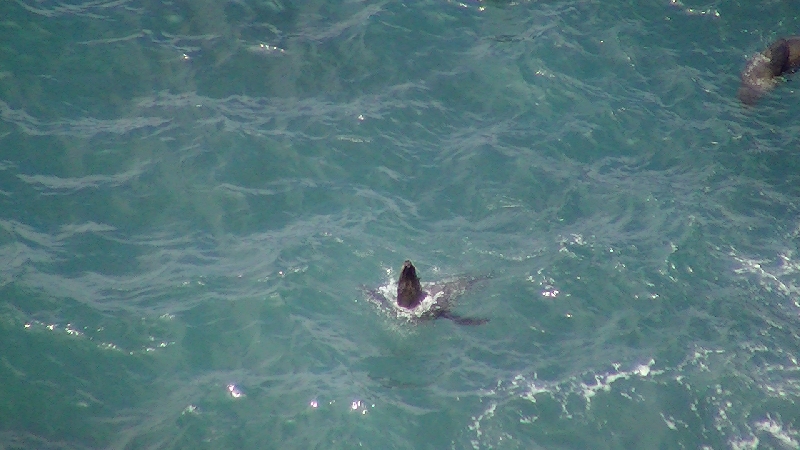 Seal Lookout in Bridgewater, Cape Bridgewater Australia
