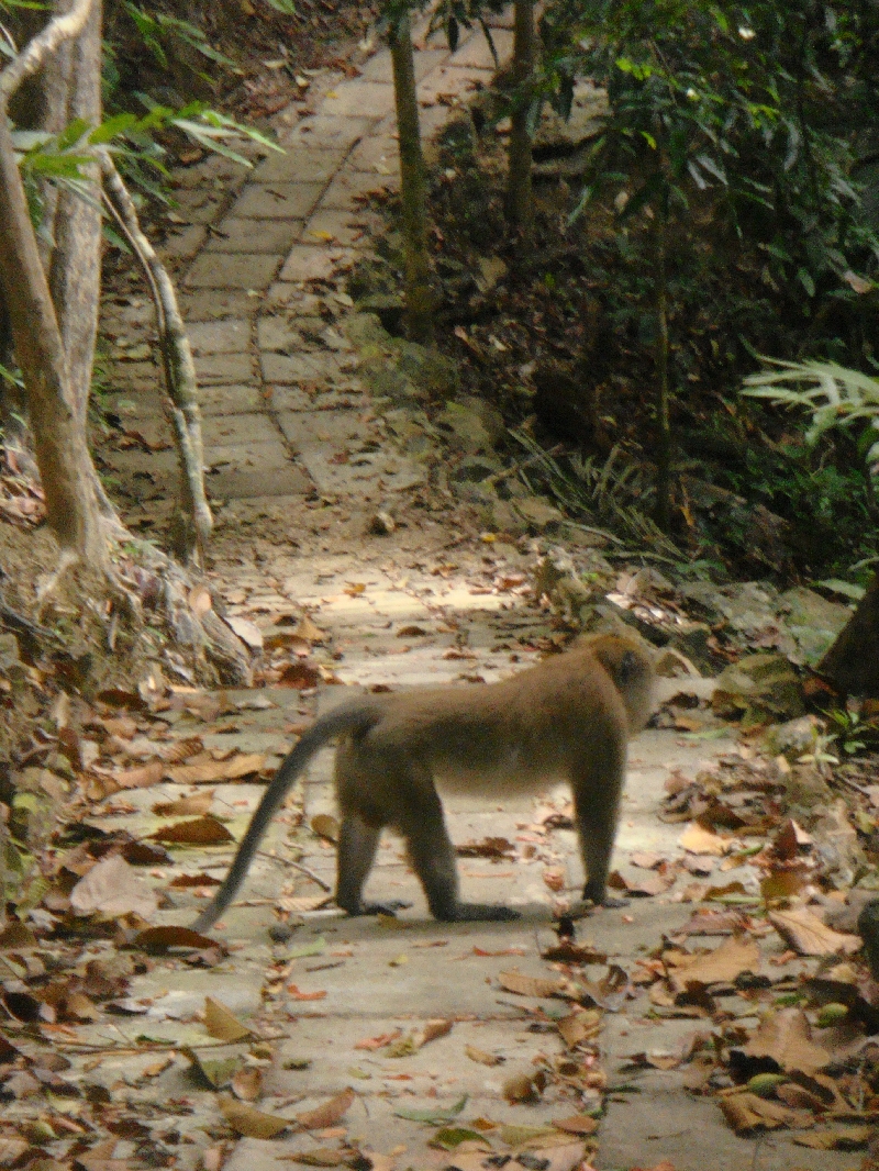 Hey, there's a monkey on the trail, Ko Lanta Thailand