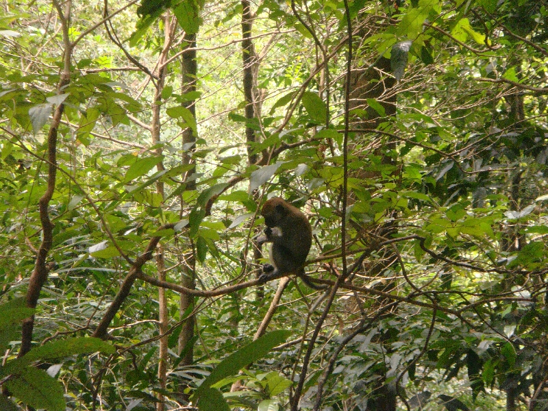 Baby monkey on Ko Lanta, Thailand