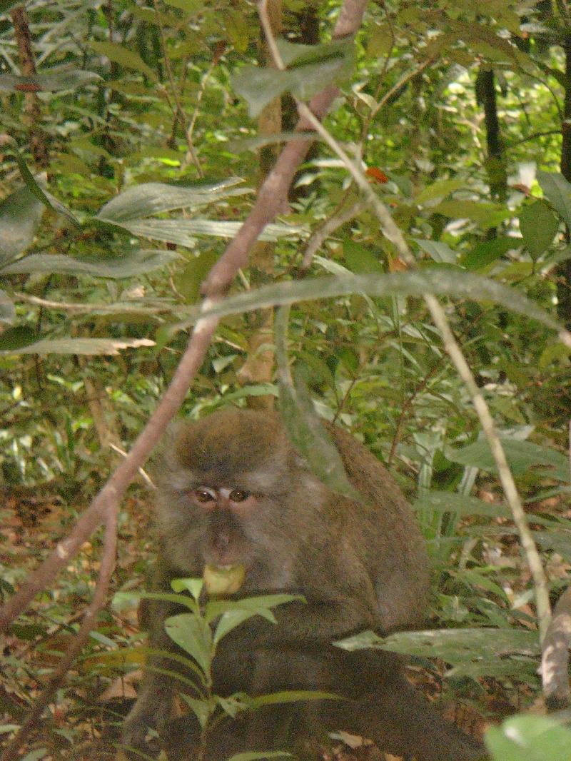 Spotting wild monkies on Lanta, Ko Lanta Thailand