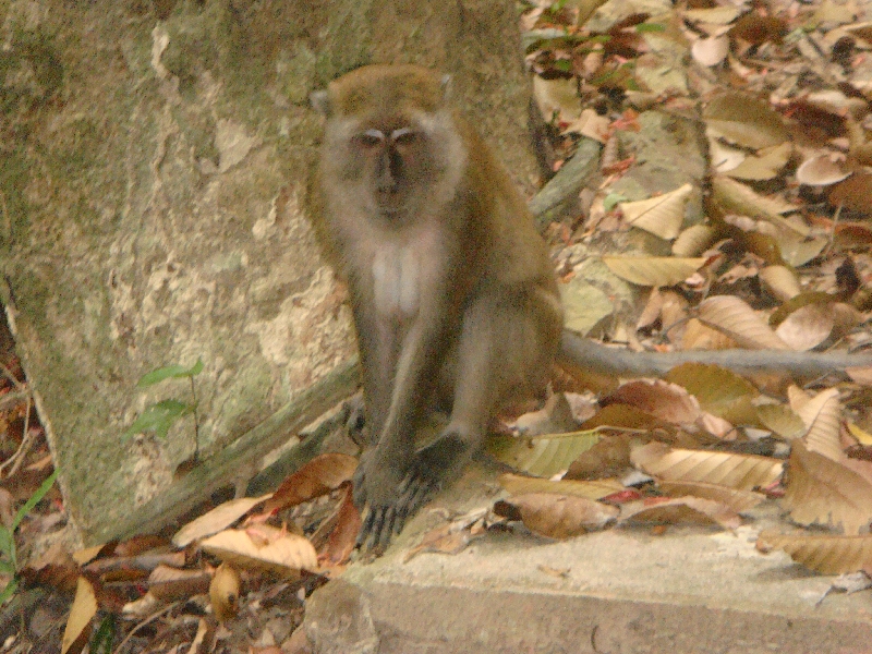 Curious monkey photos, Ko Lanta Thailand