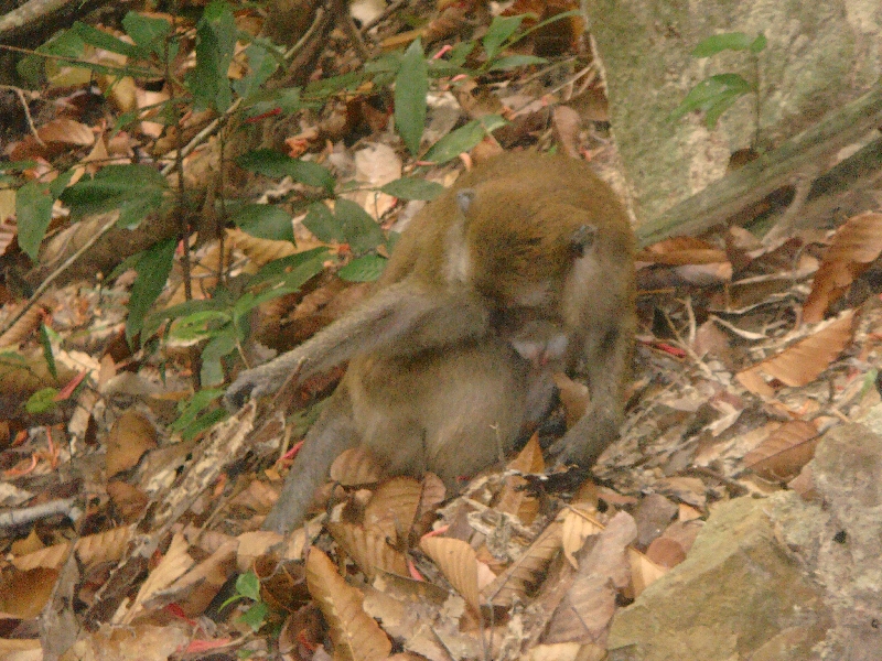 Wild monkey on Ko Lanta, Thailand