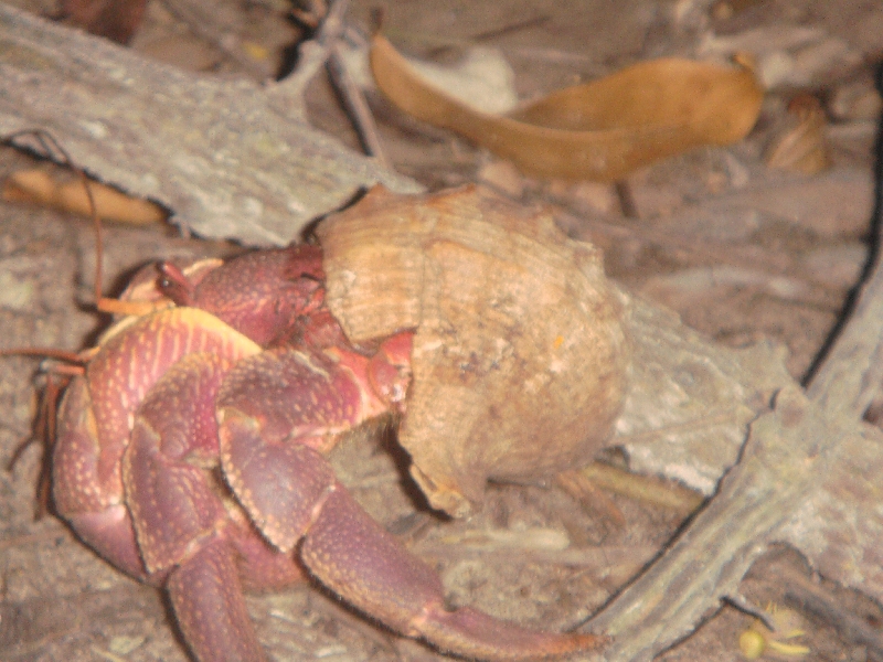 Hair crab walking through the bush, Thailand