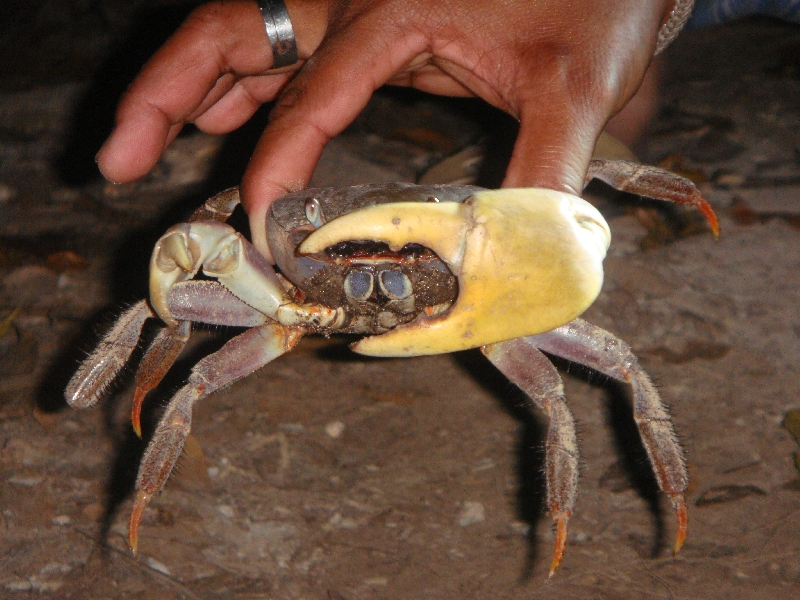 Guide at the Hairy Crab Tour, Thailand