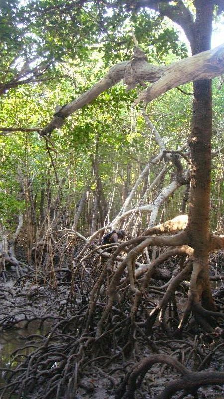 The mangroves around Cape Leveque, Australia