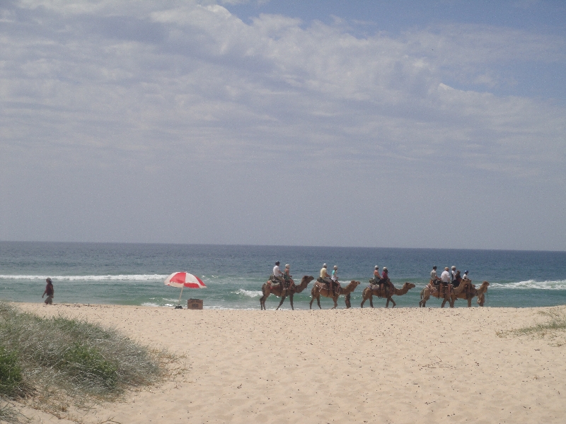 The camel caravan on Lighthouse beach, Australia