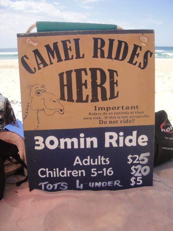 Camel Rides on the beach in Port Macquarie, Australia