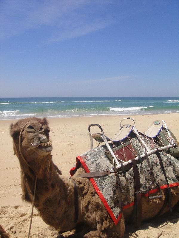 Thats my camel!, Australia