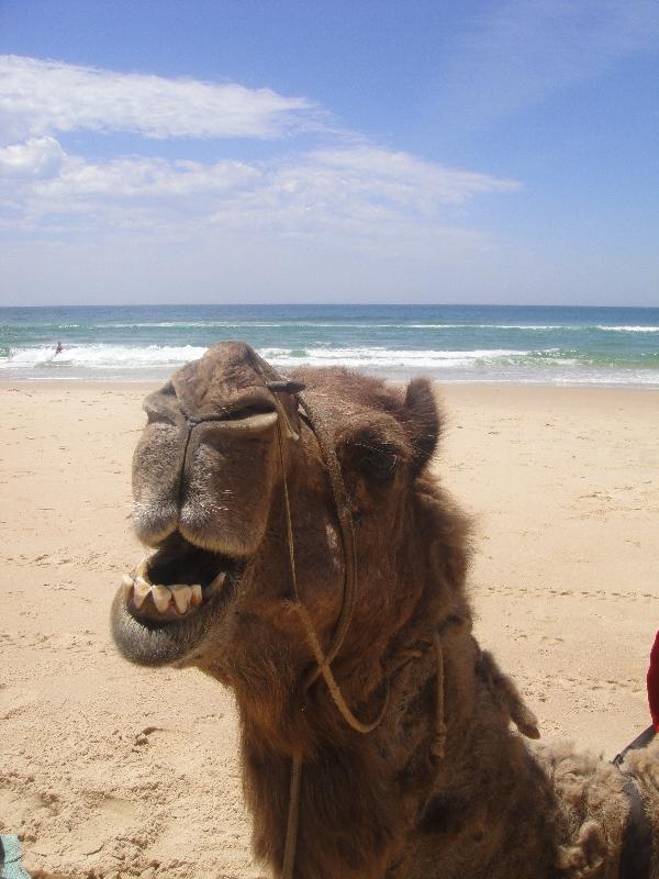 The camel just kept on talking, Australia