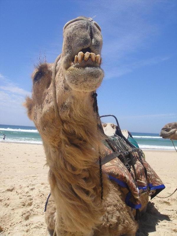 Funny Camel on the beach, Australia