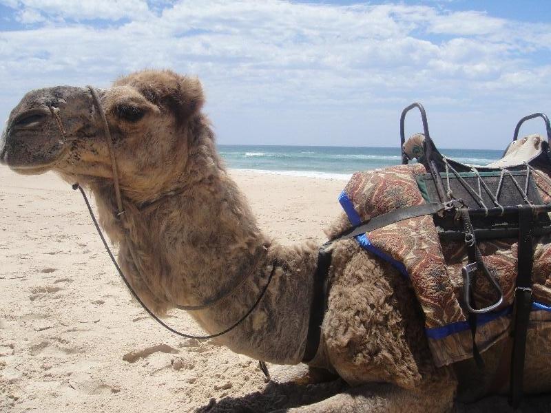 Seated camel taking a break, Australia