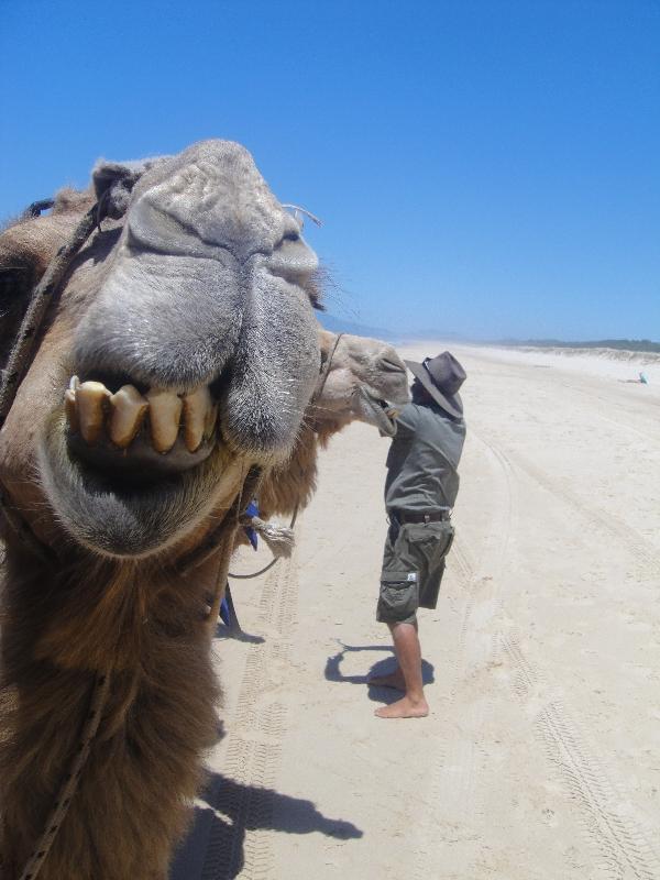 The camel and his guis, Australia