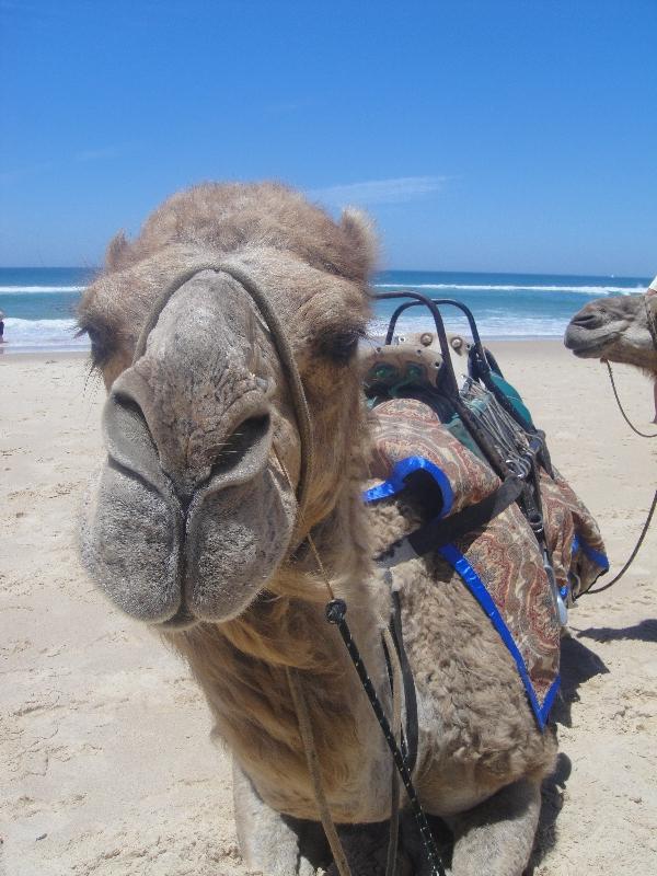Camels on the beach in Port Macquarie, Australia