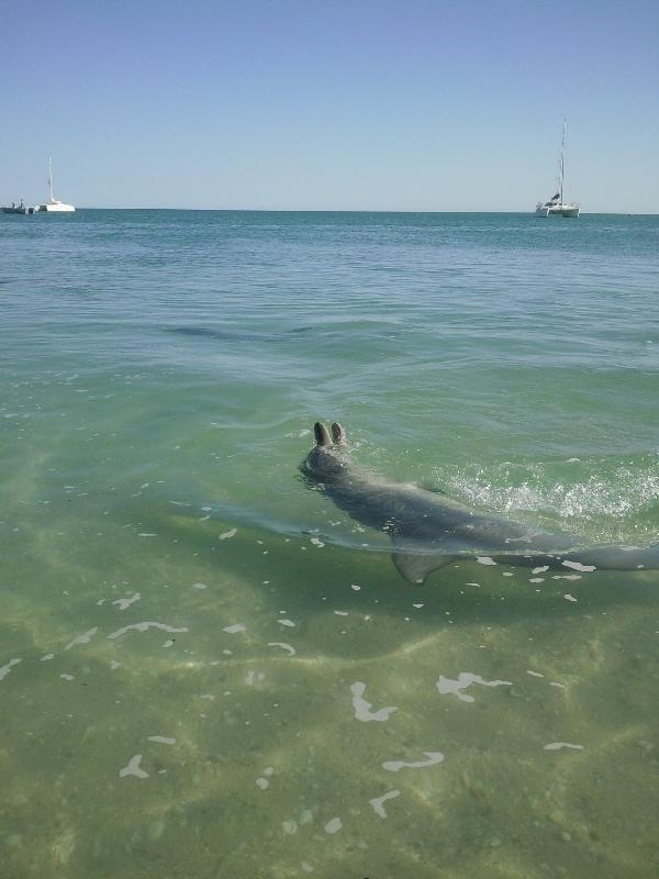 Playful dolphin in Monkey Mia, Australia