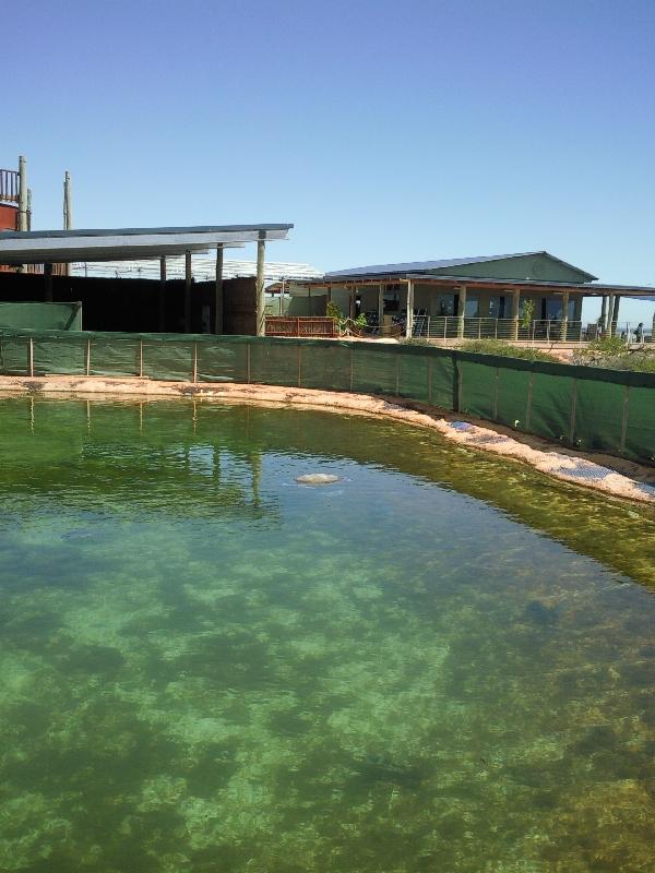 The Shark Lagoon in Denham, Australia