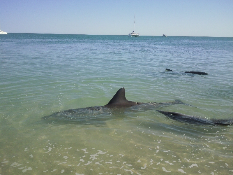 Pictures of the dolphins in Monkey Mia, Australia