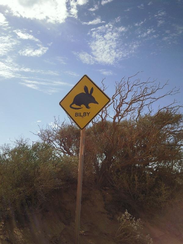 Look out for bilby, Australia