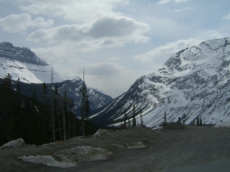 Pine trees in Banff National Park, Canada