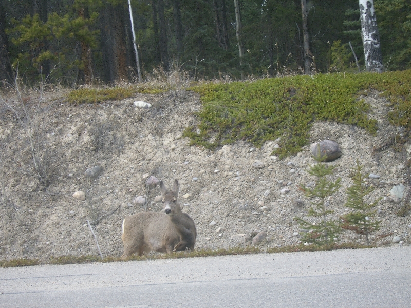 The kids spotted another one!, Calgary Canada